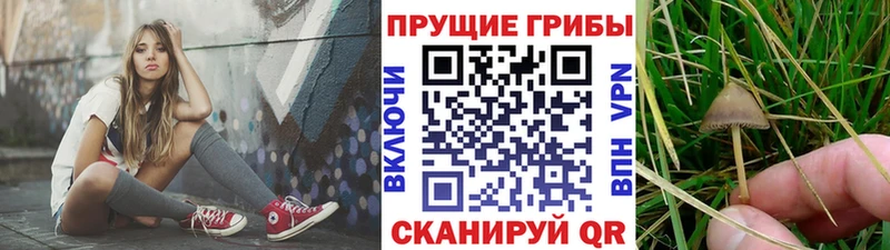 цена   Шелехов  Галлюциногенные грибы Magic Shrooms 